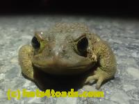 /home//u458753944/public_html/sourcegallery//Roxborough Toad Detour/2025/2025-03-16/P3161623.JPG
